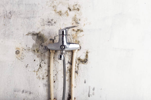 Best Commercial Mold Removal  in Farmerville, LA
