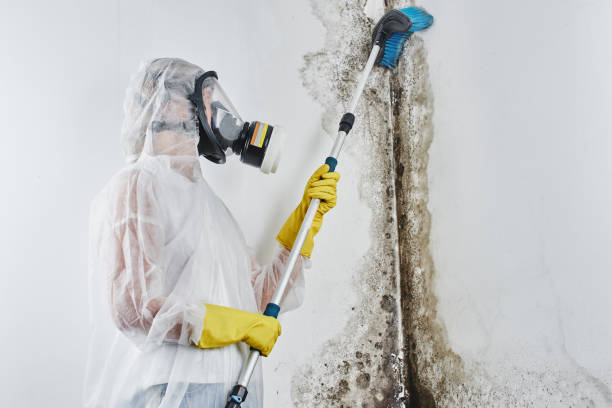 Best Mold Damage Repair  in Farmerville, LA