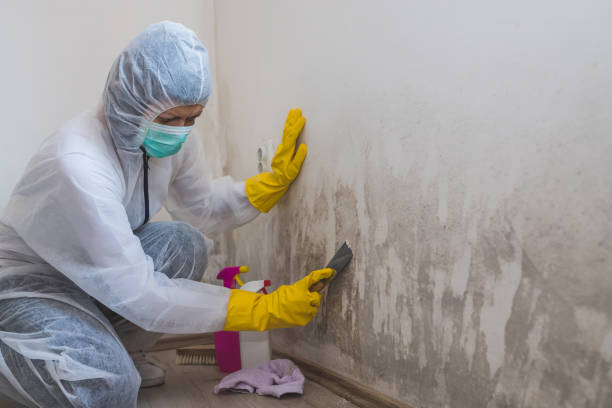 Trusted Farmerville, LA Mold Removal Experts