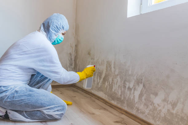 Mold Removal Process in Farmerville, LA