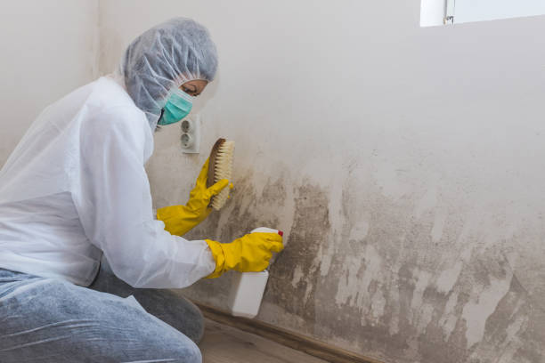 Best Crawl Space Mold Removal  in Farmerville, LA