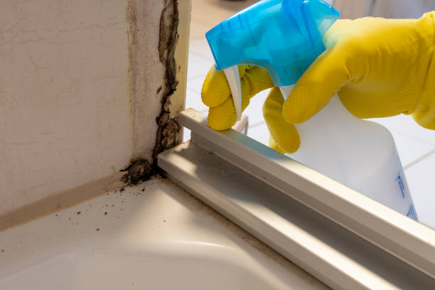 Best Professional Mold Removal  in Farmerville, LA