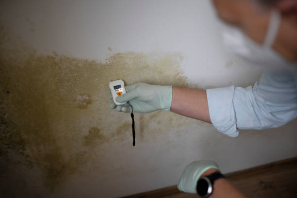 Reliable Farmerville, LA Mold Removal Solutions