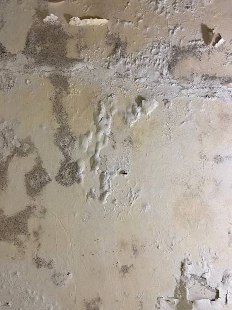 Best Toxic Mold Removal  in Farmerville, LA