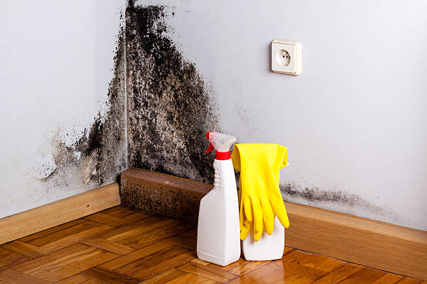 Best Certified Mold Removal  in Farmerville, LA
