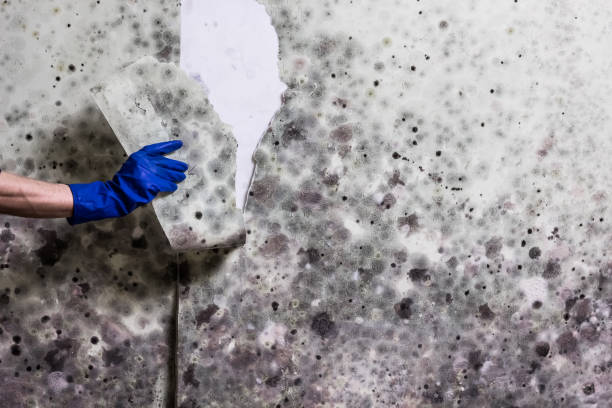 Best Toxic Mold Removal  in Farmerville, LA